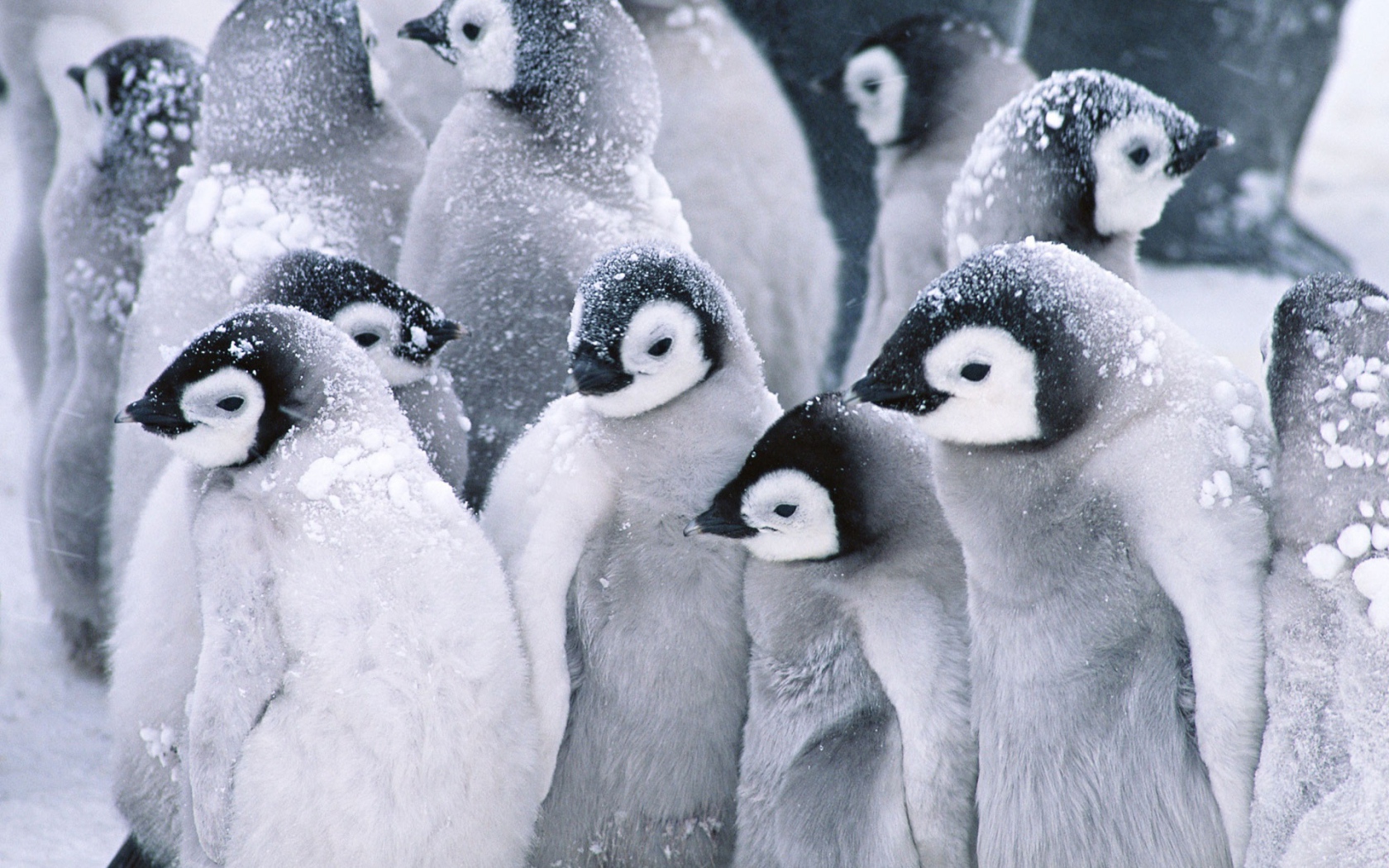 Симпатичные пингвины