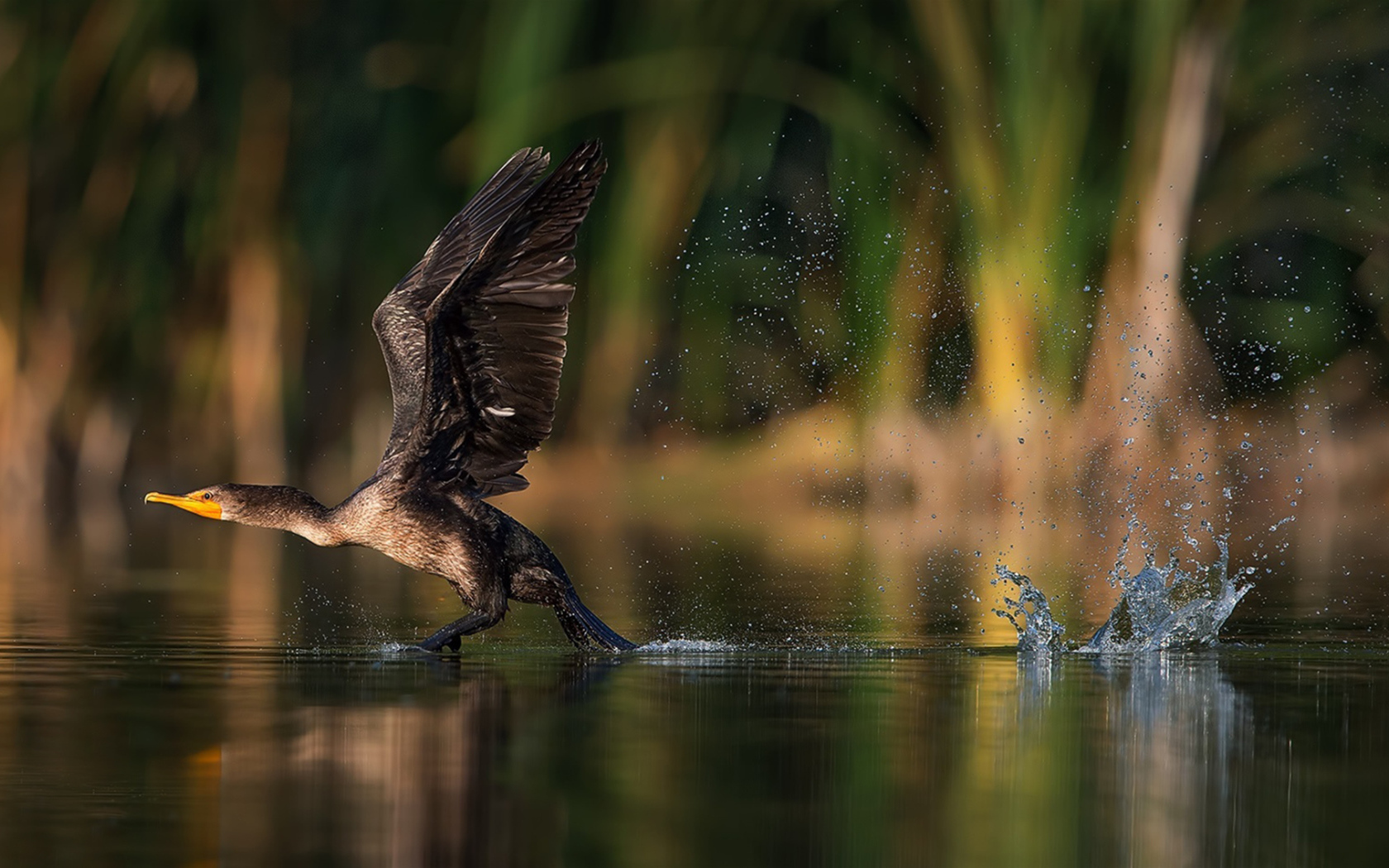 Утка взлетает с воды