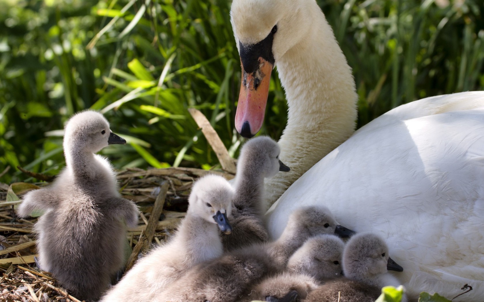 Утка с утятами