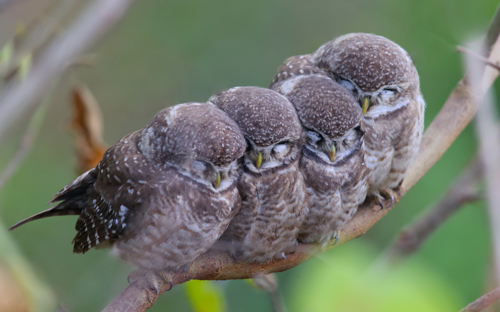 Семья сов на ветке