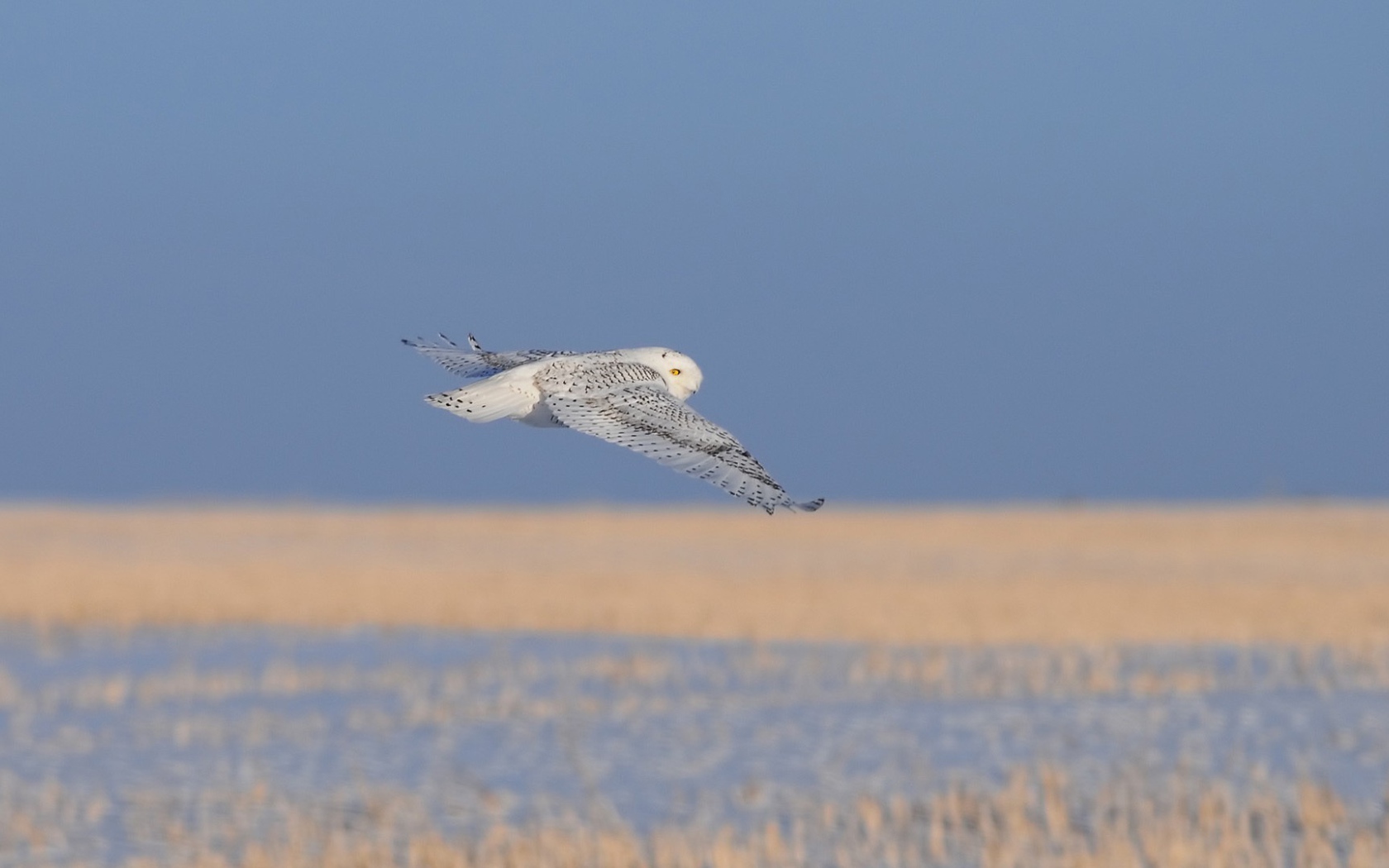 Полет полярной совы