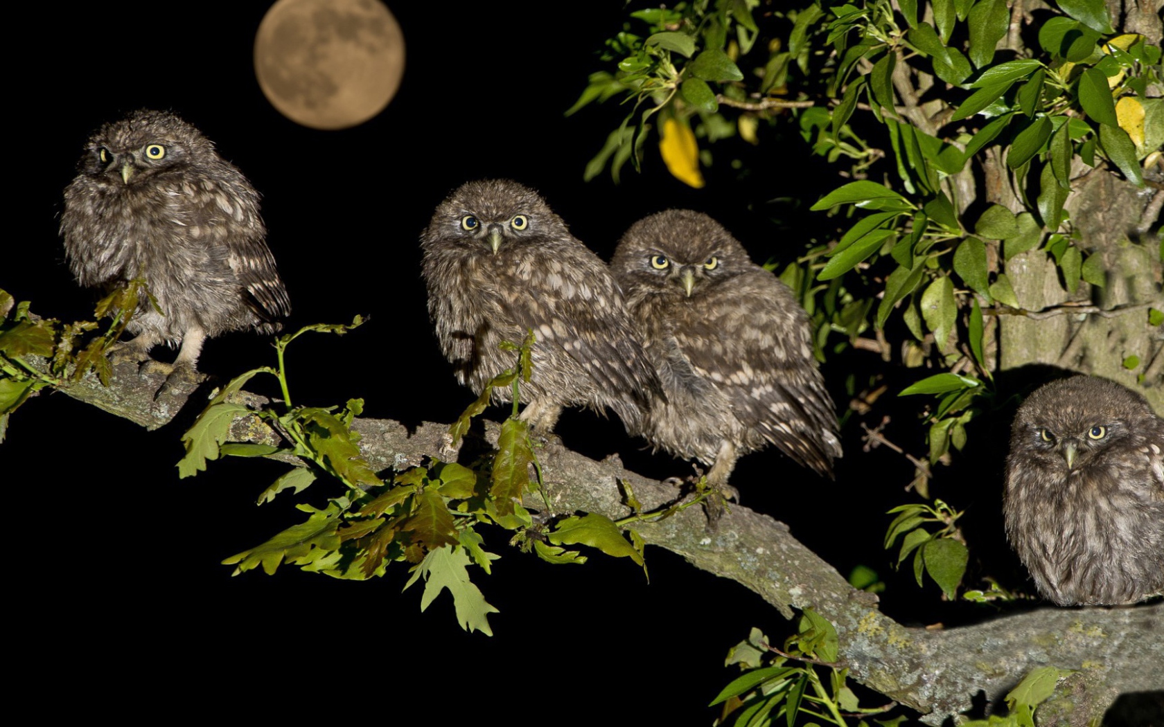 Четыре совы на дереве