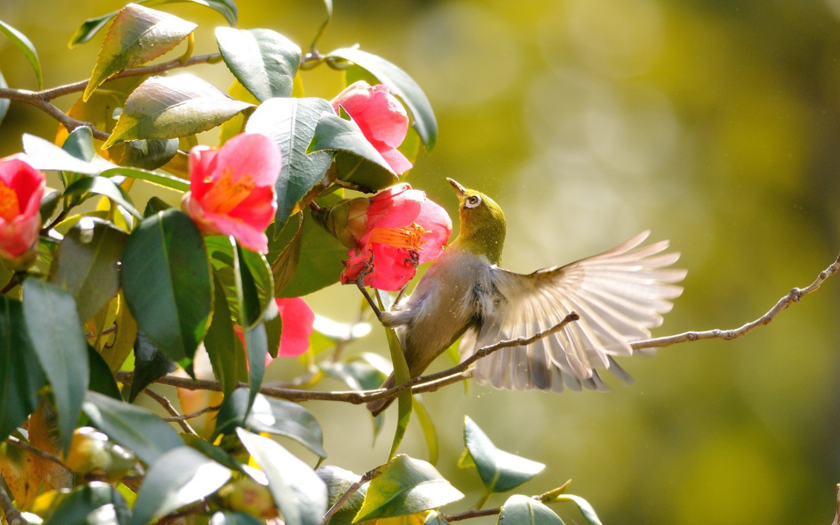 Колибри на розовых цветах