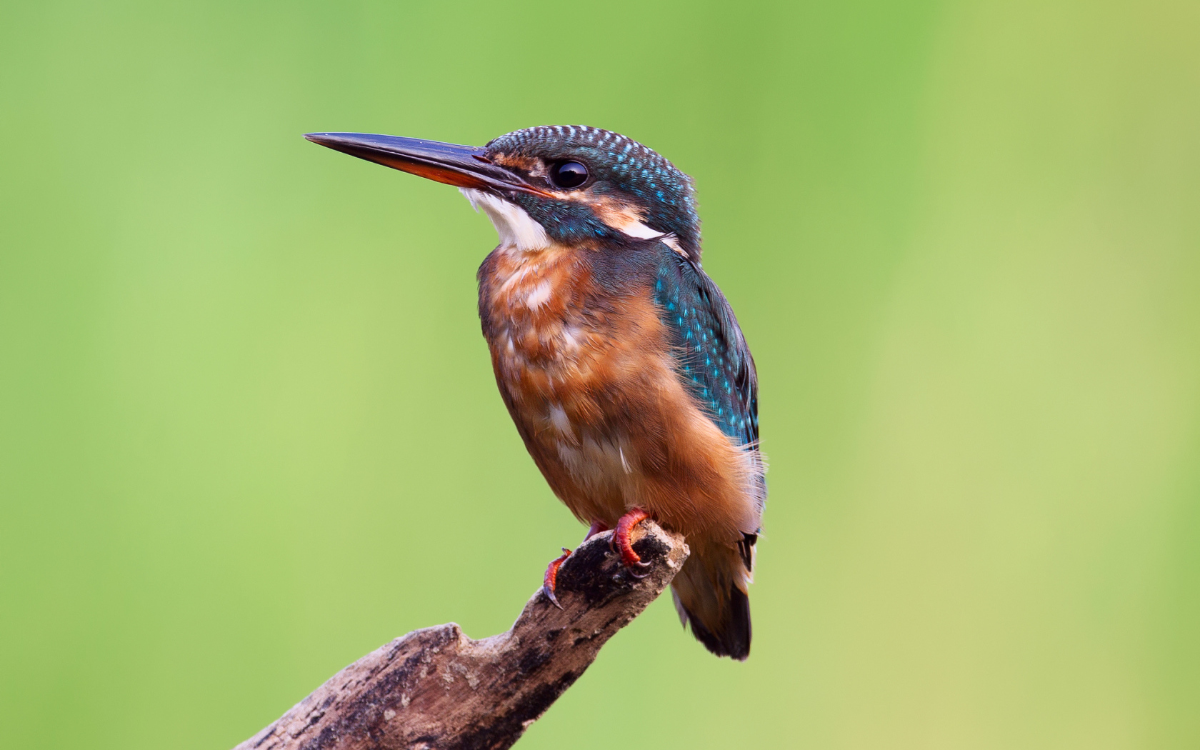 Зимородок на желтом фоне