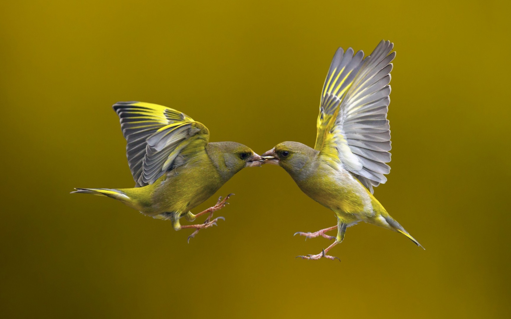 Поцелуй птичек в полёте
