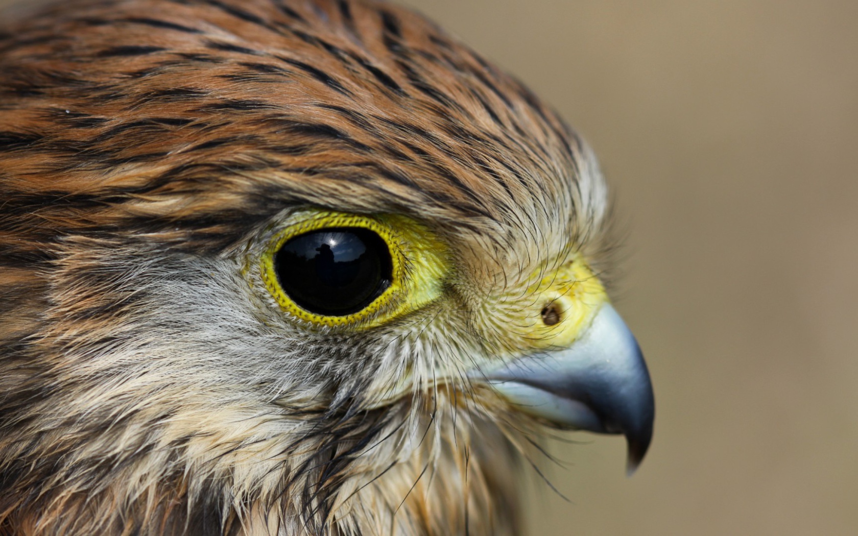 Взгляд пустельги