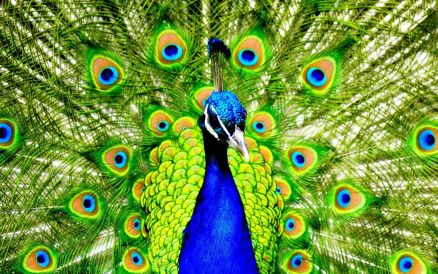 Павлин с распущенным хвостом