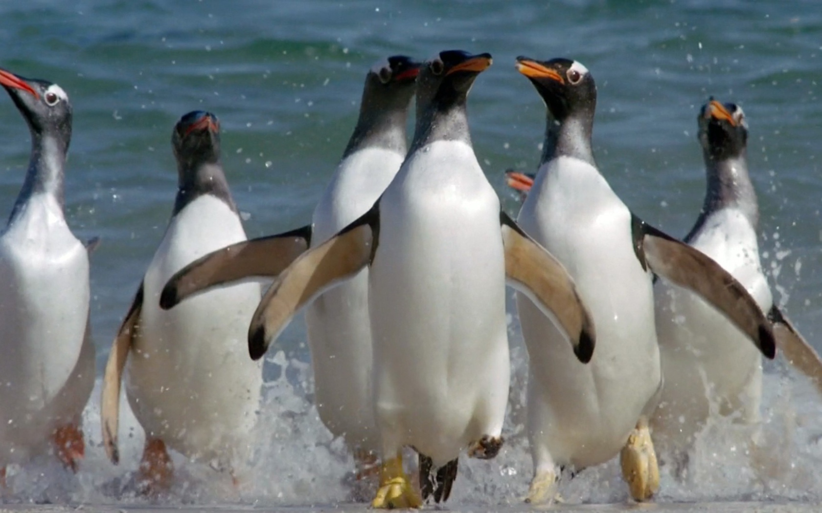 Пингвины выскакивают из воды