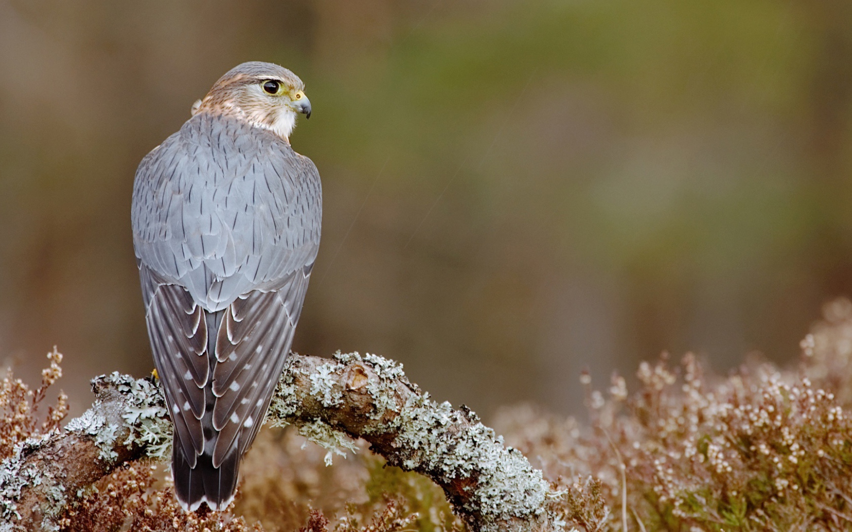 Пиджен ястреб