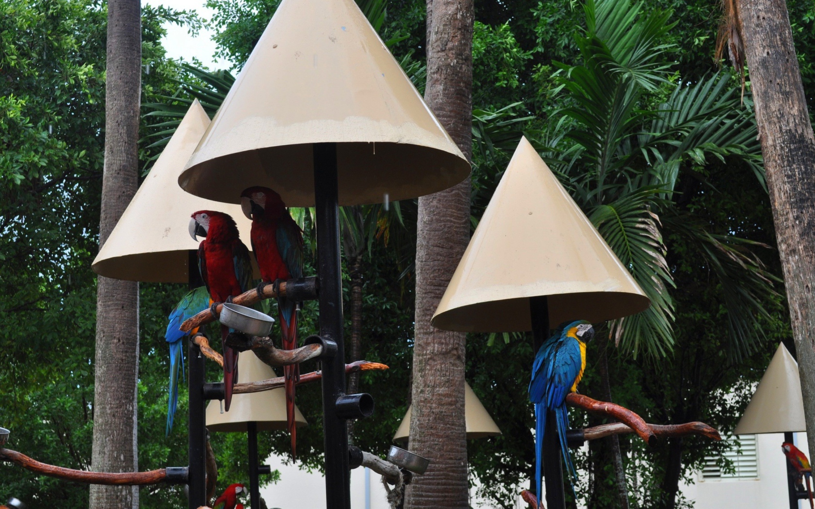 Крыши для попугаев