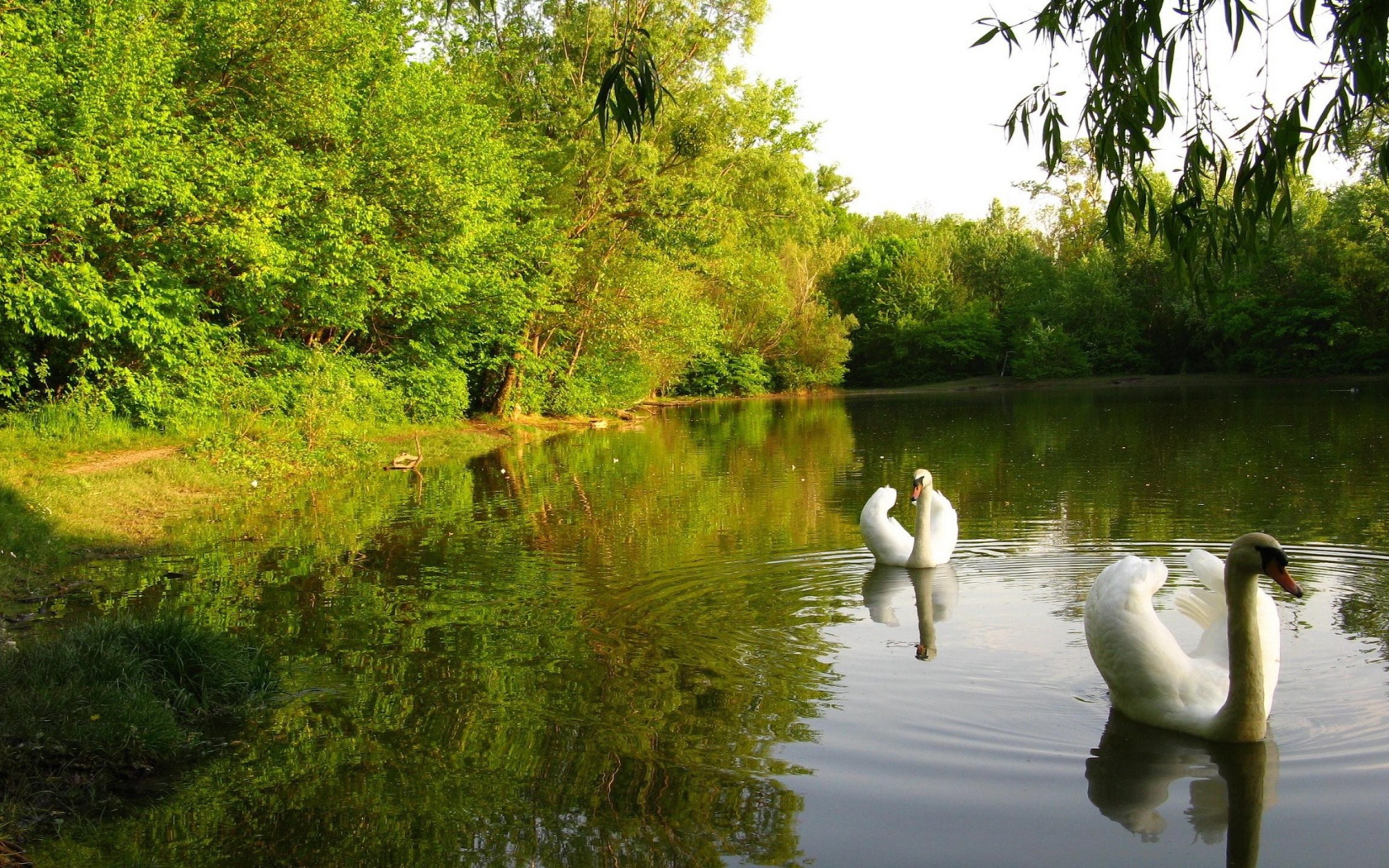 Лебединое озеро