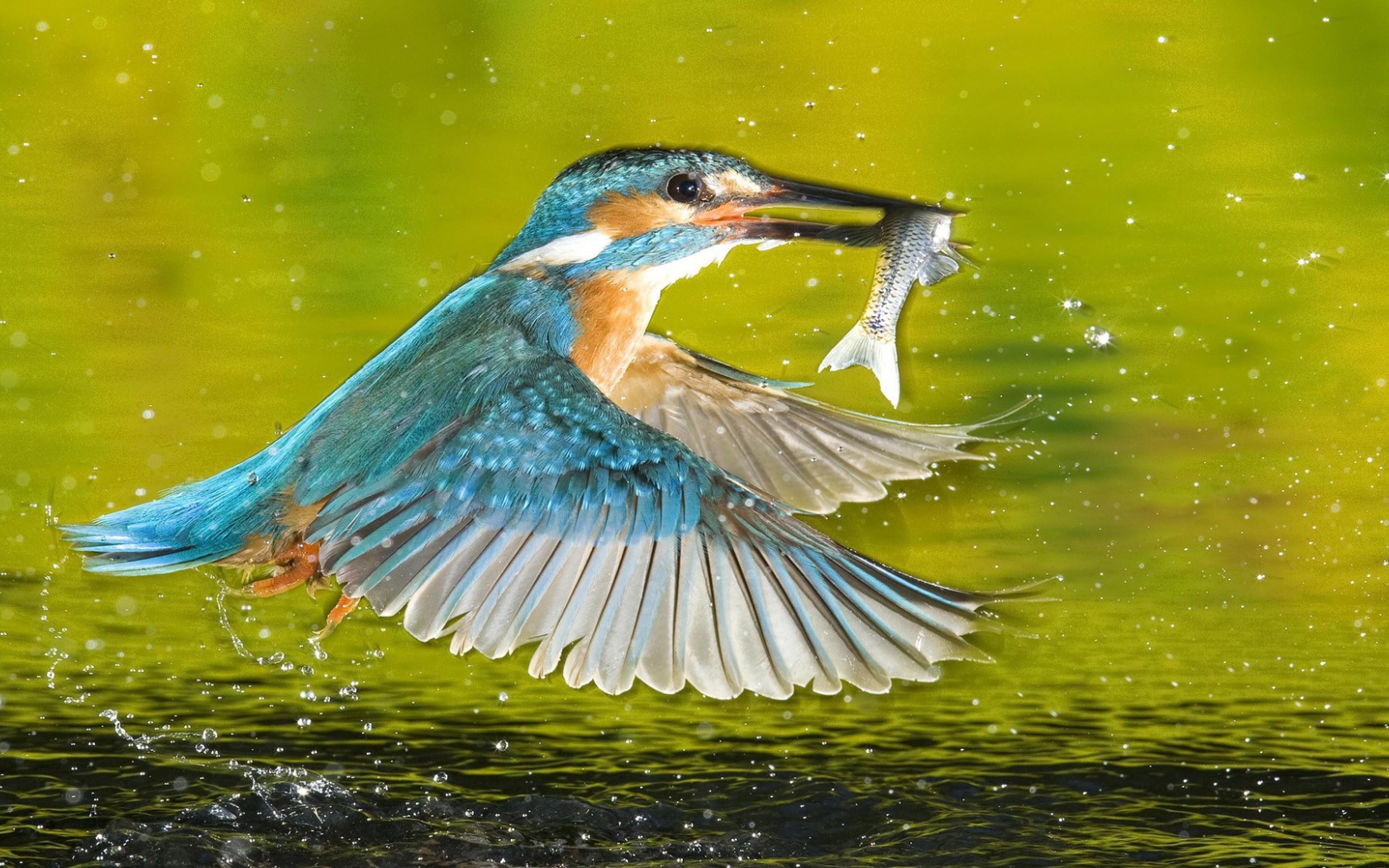 Птица поймала рыбу