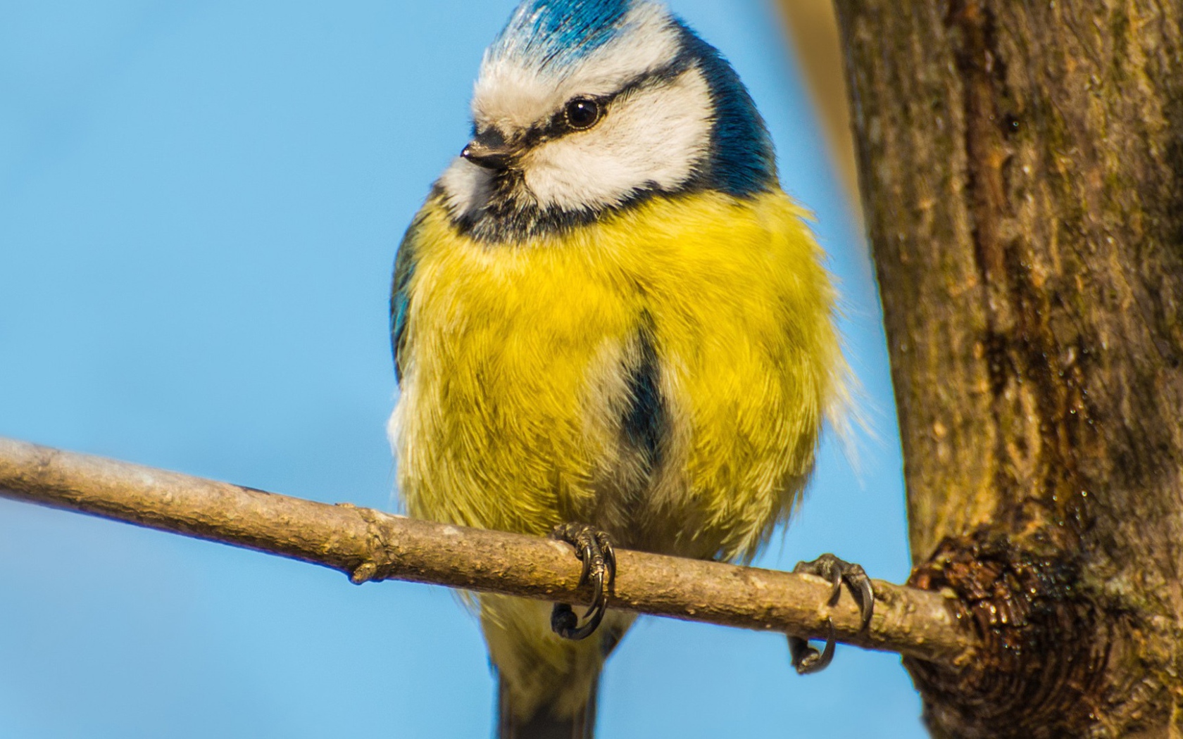 Синица сидит на ветке