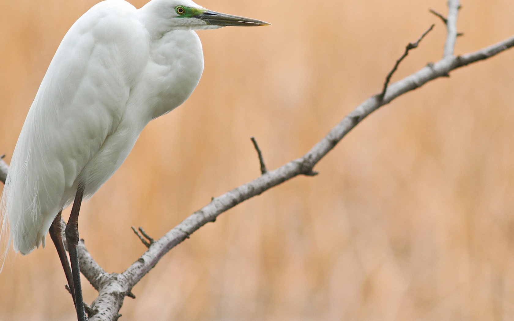 Белая птица