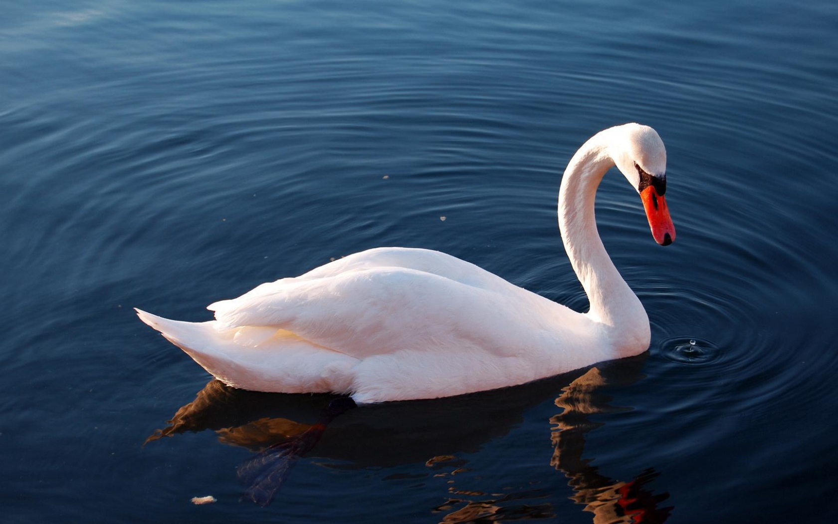 Белый лебедь на озере