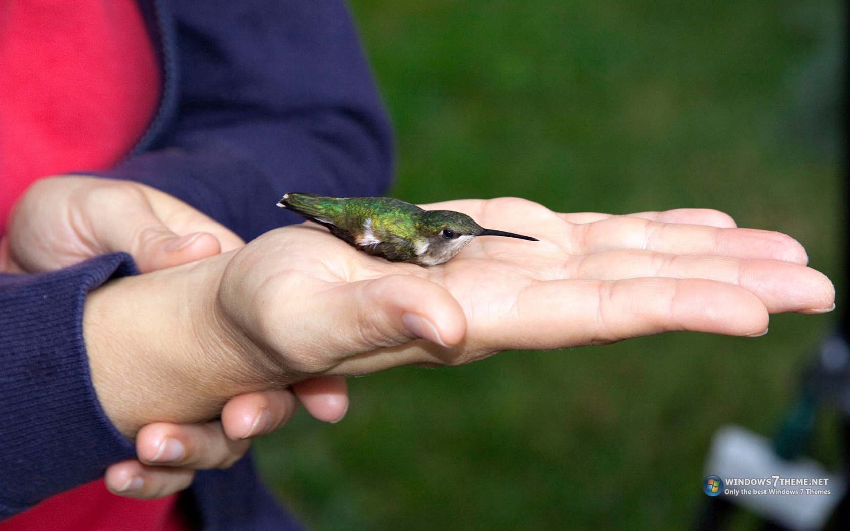Колибри на ладони