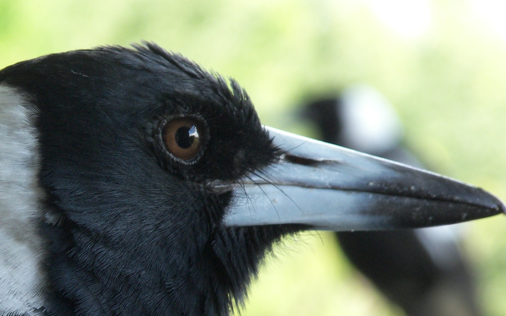 Портрет вороны