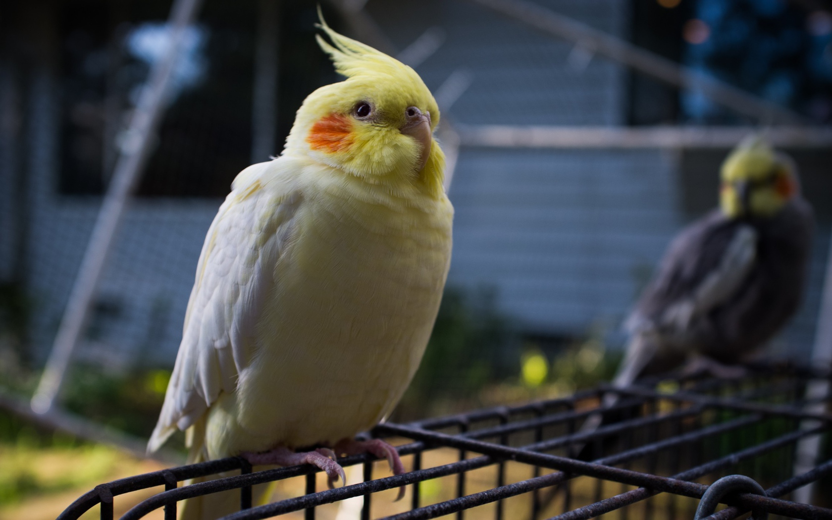 Бело желтый попугай