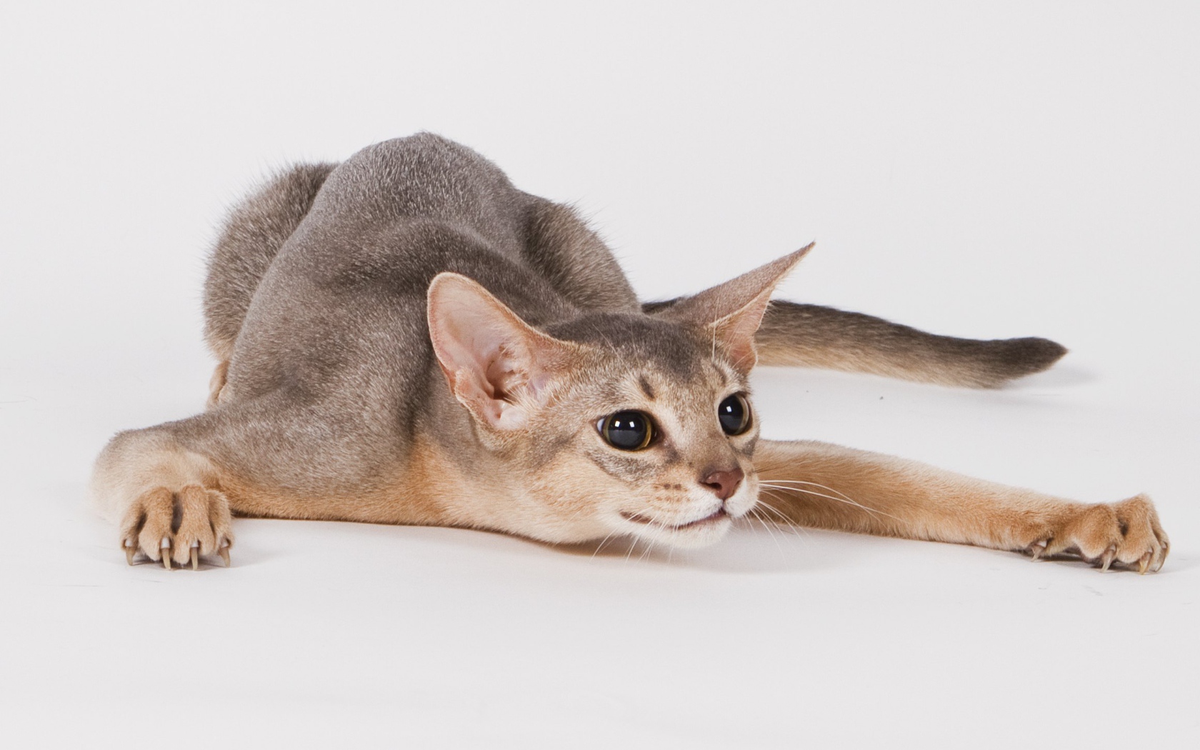 Абиссинская кошка на охоте