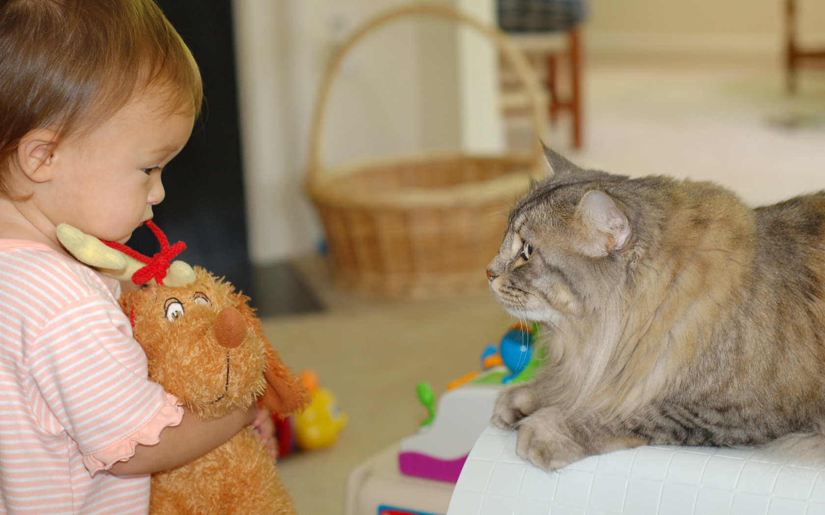 Американский бобтейл и ребенок