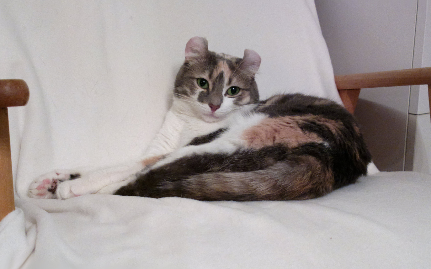 Кот американский керл на кресле