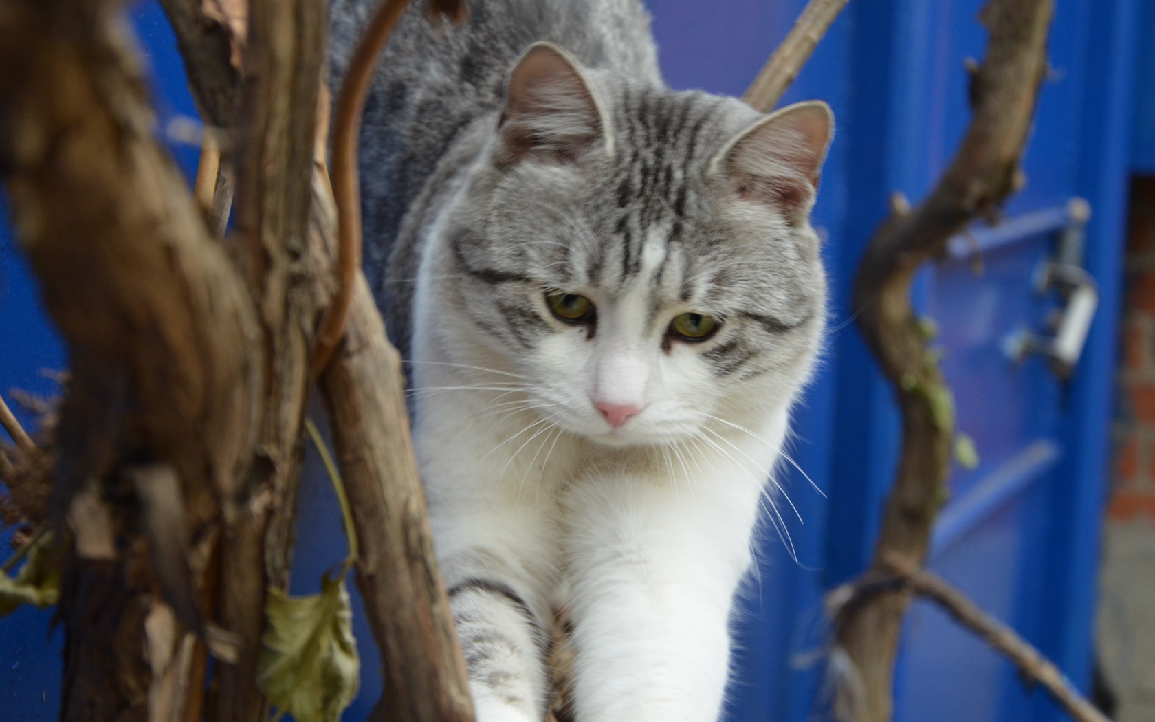 Аравийский мау среди веток