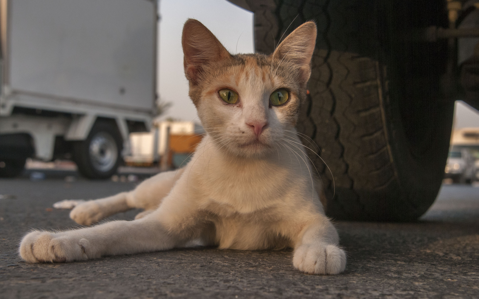 Аравийский мау у колеса