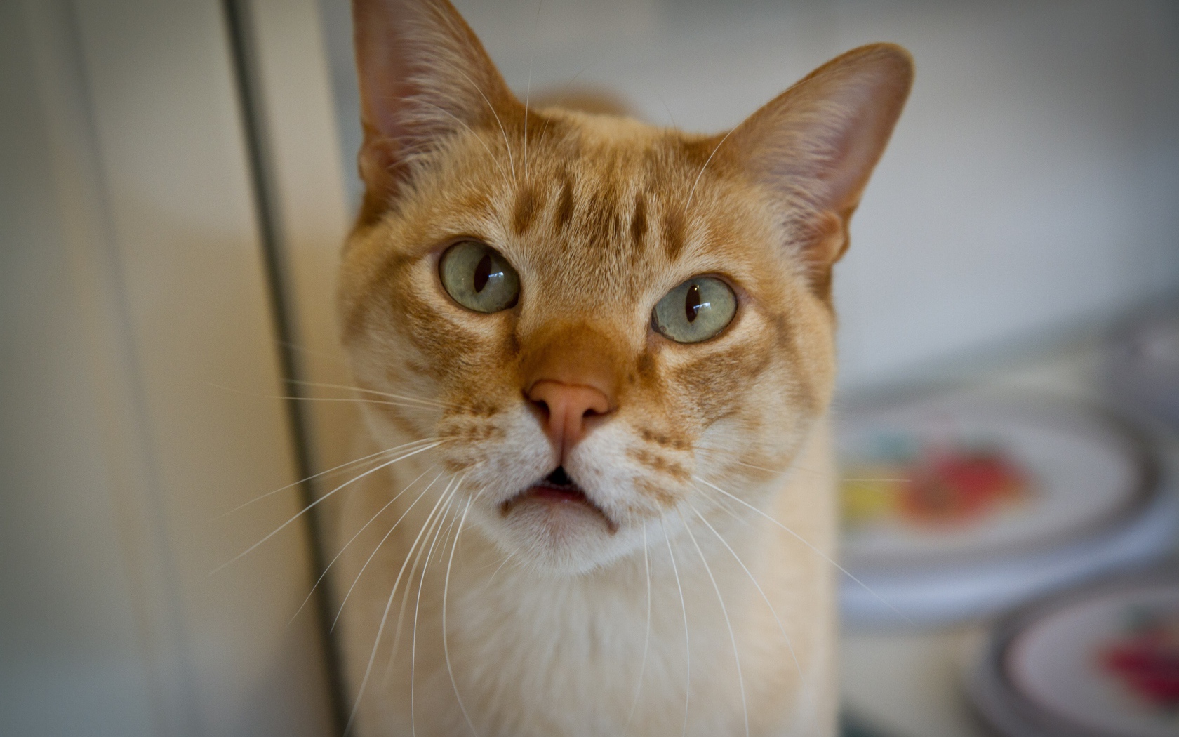 Морда кота австралийский мист