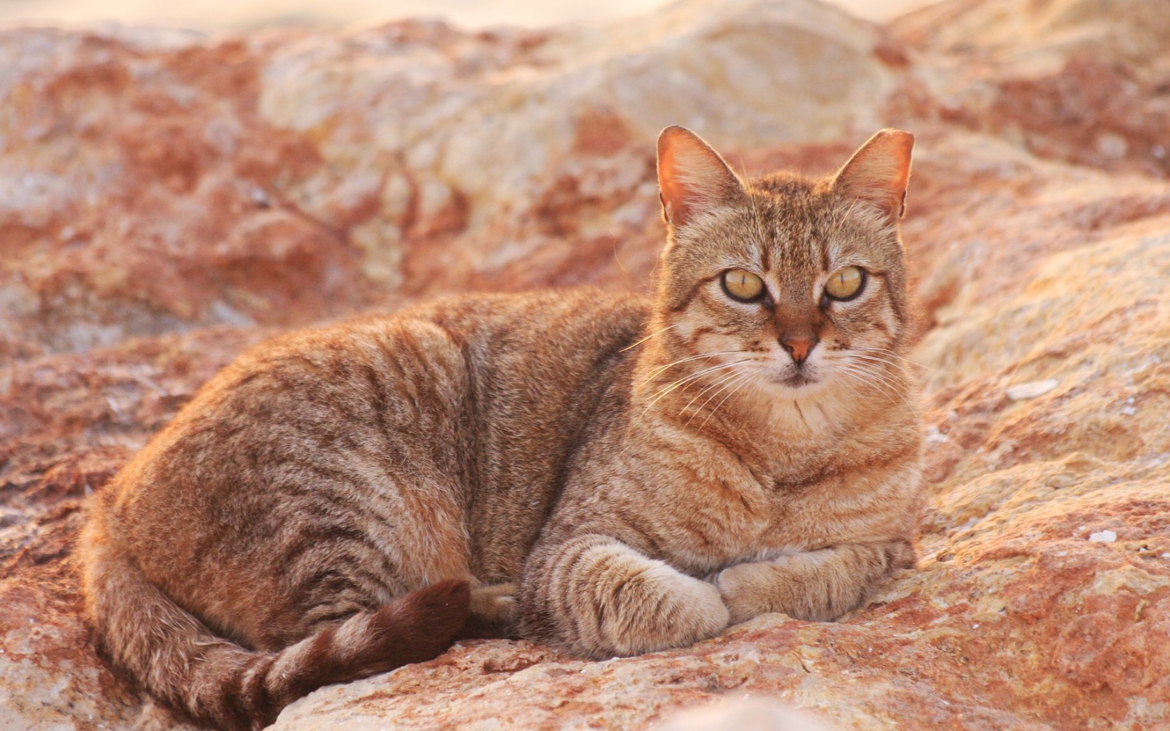 Австралийский мист на скале