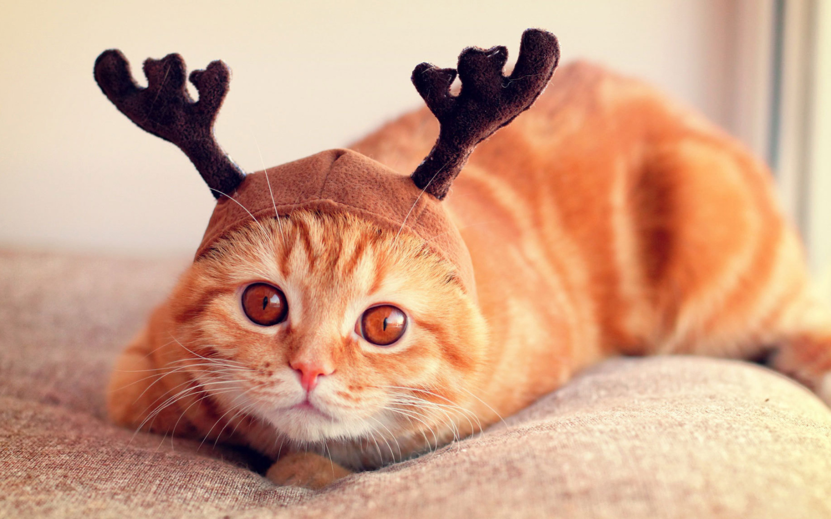 Шапочка у шотландской кошки