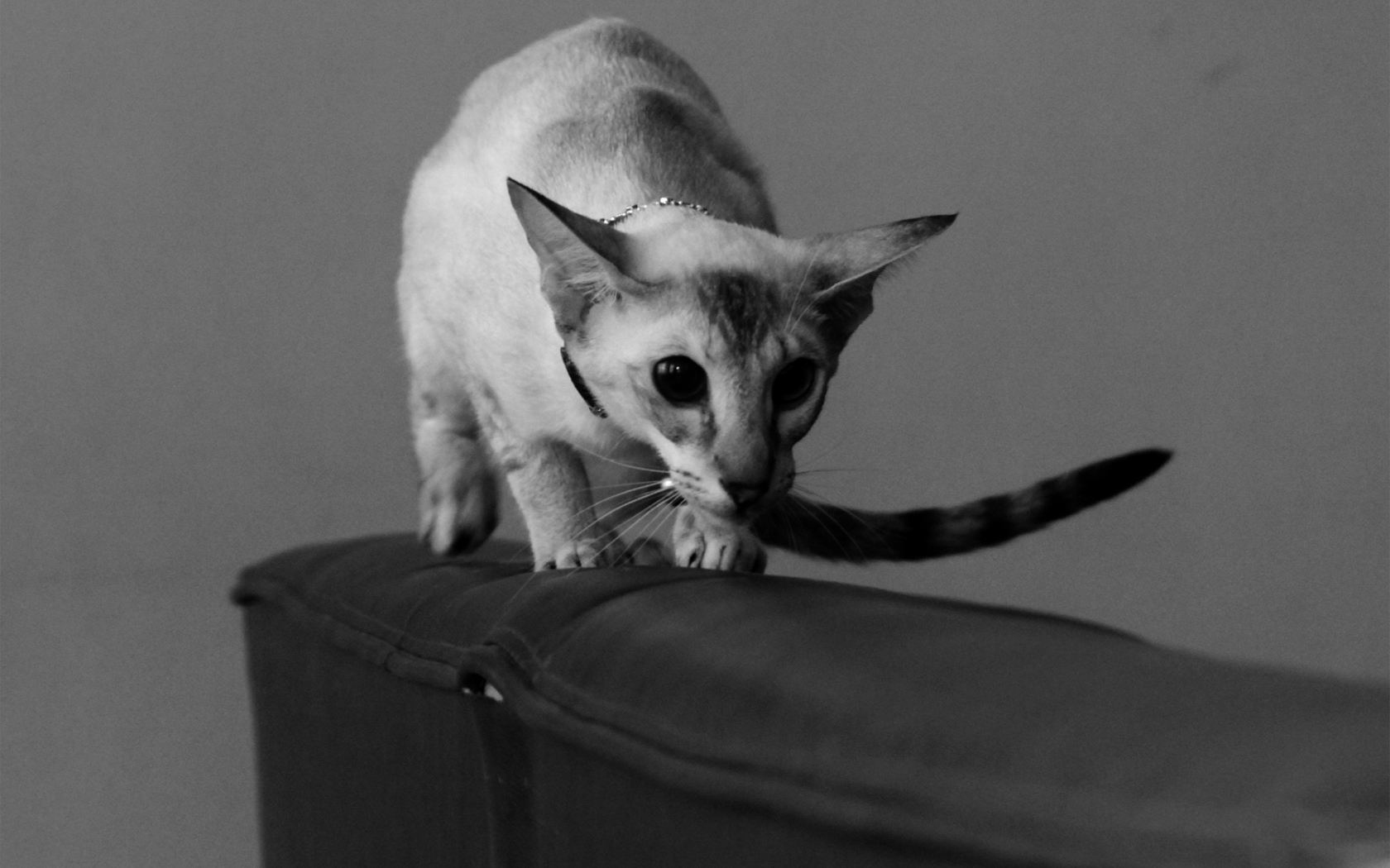 Красивая ориентальная короткошерстная кошка