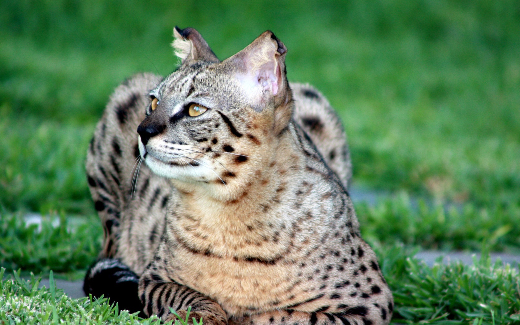 Красивая кошка саванна