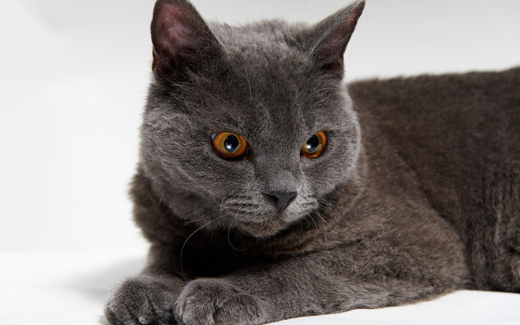 Красивый серый селкирк рекс