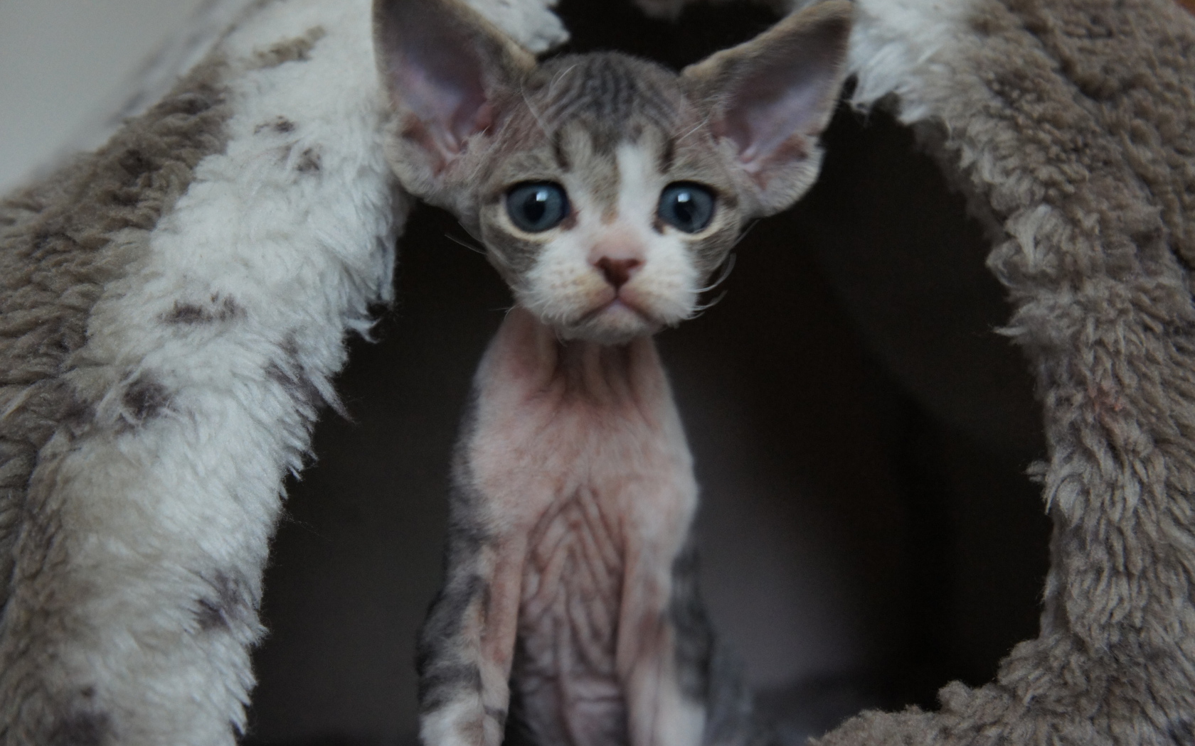 Большеголовый котенок девон-рекс