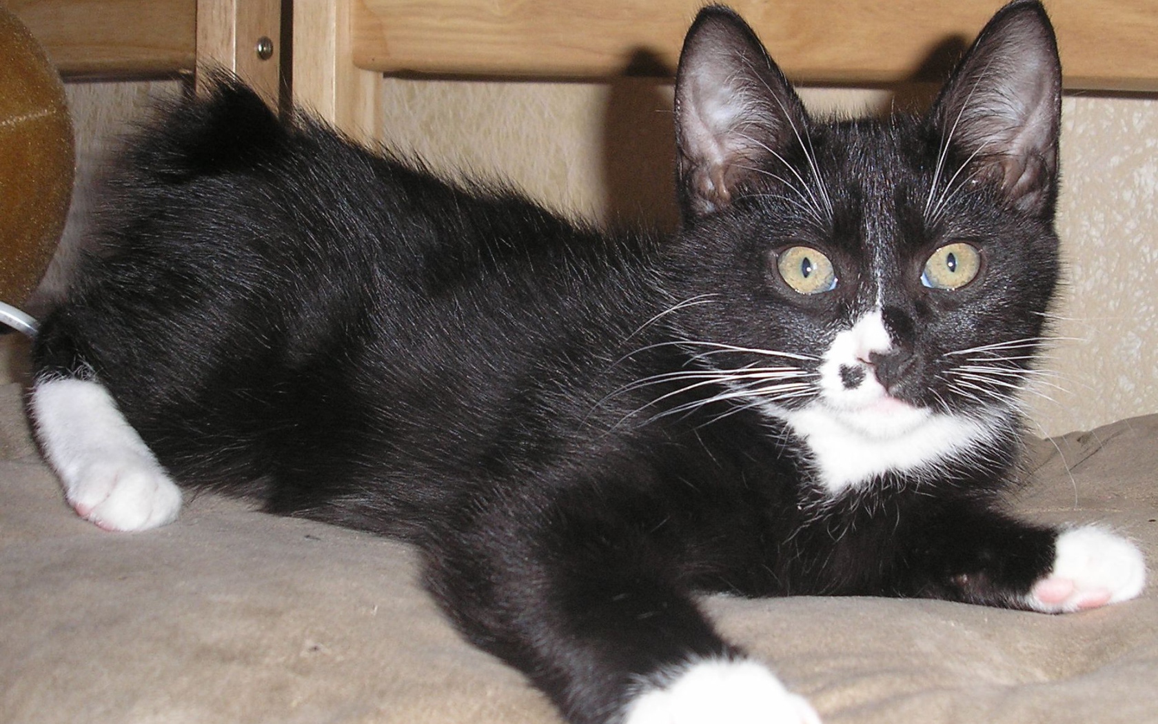 Черный курильский бобтейл