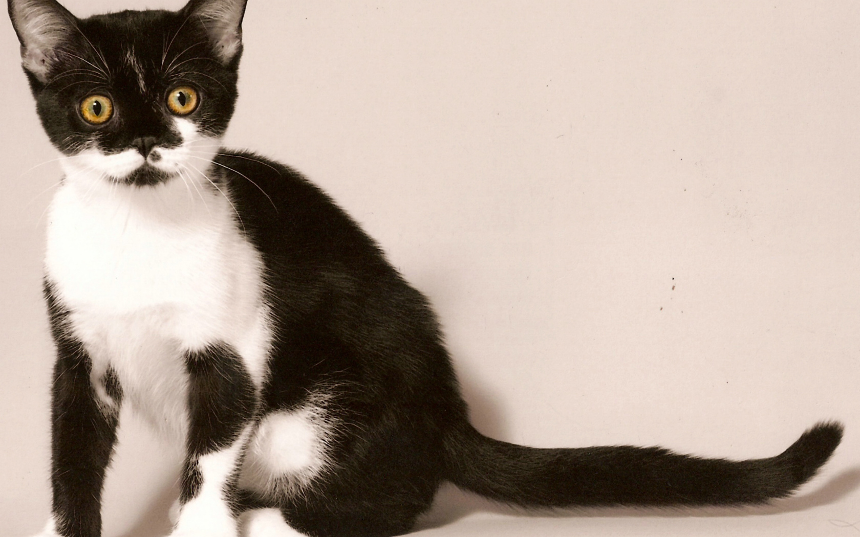 Черно белая американская короткошерстная кошка