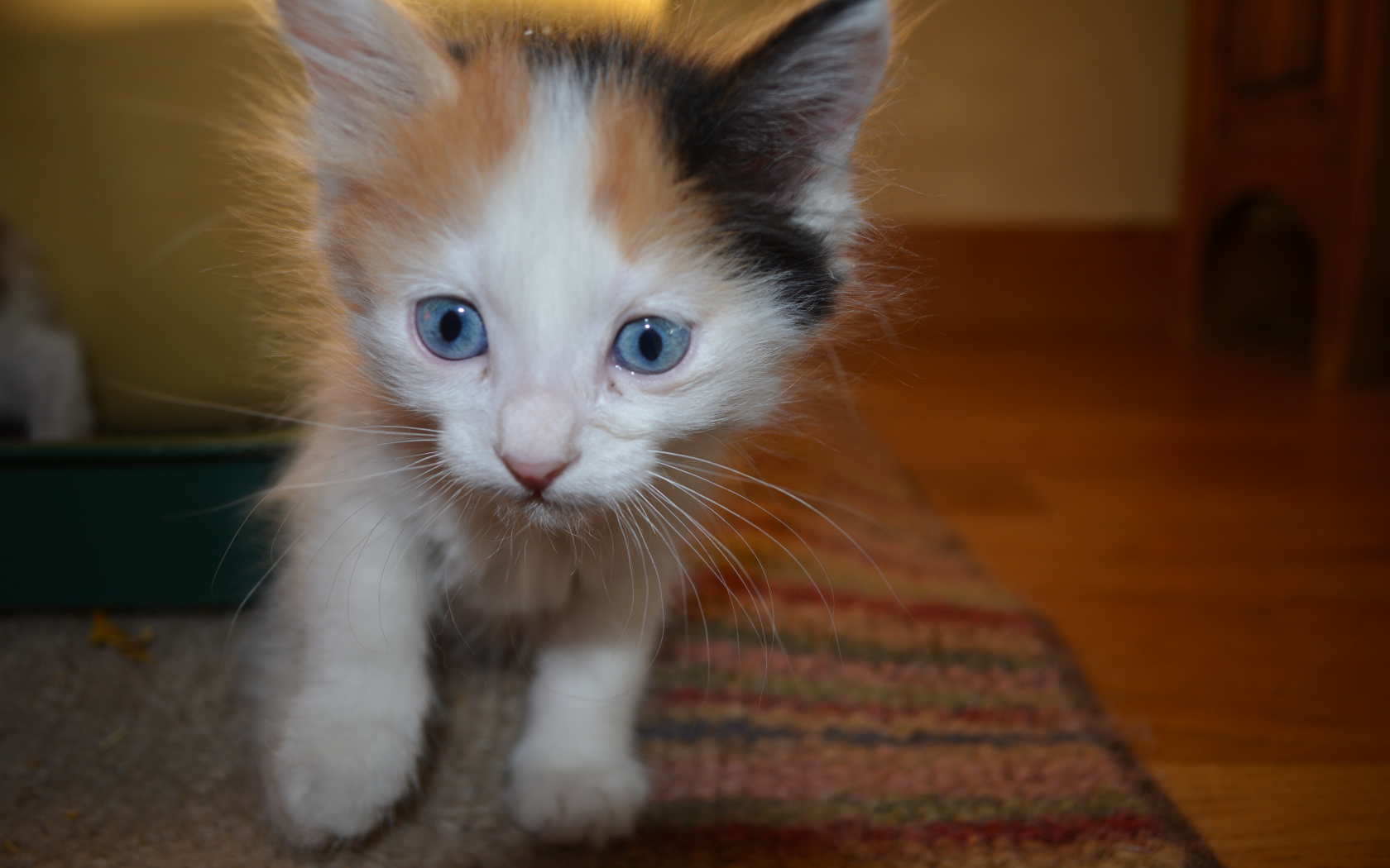 Голубоглазый котенок японский бобтейл