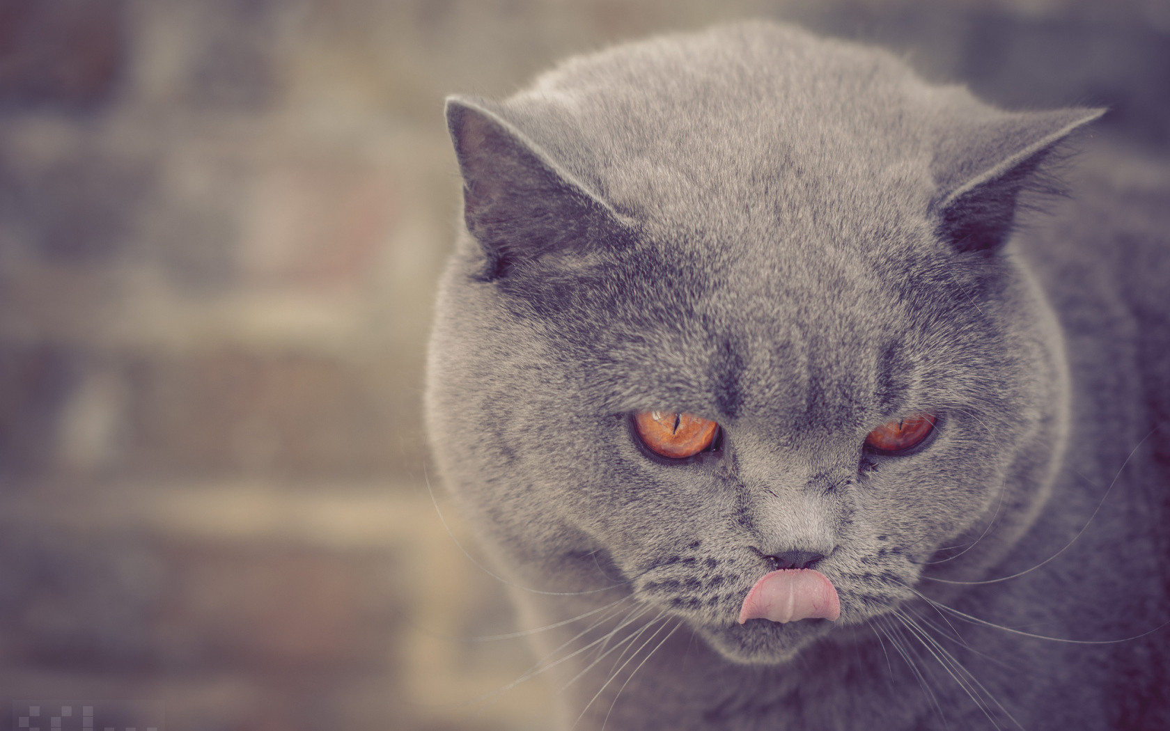 Британская короткошерстная кошка показывает язык