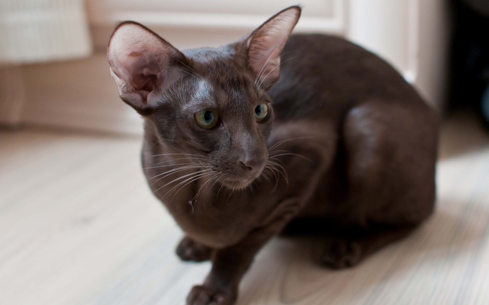 Коричневая ориентальная короткошерстная кошка