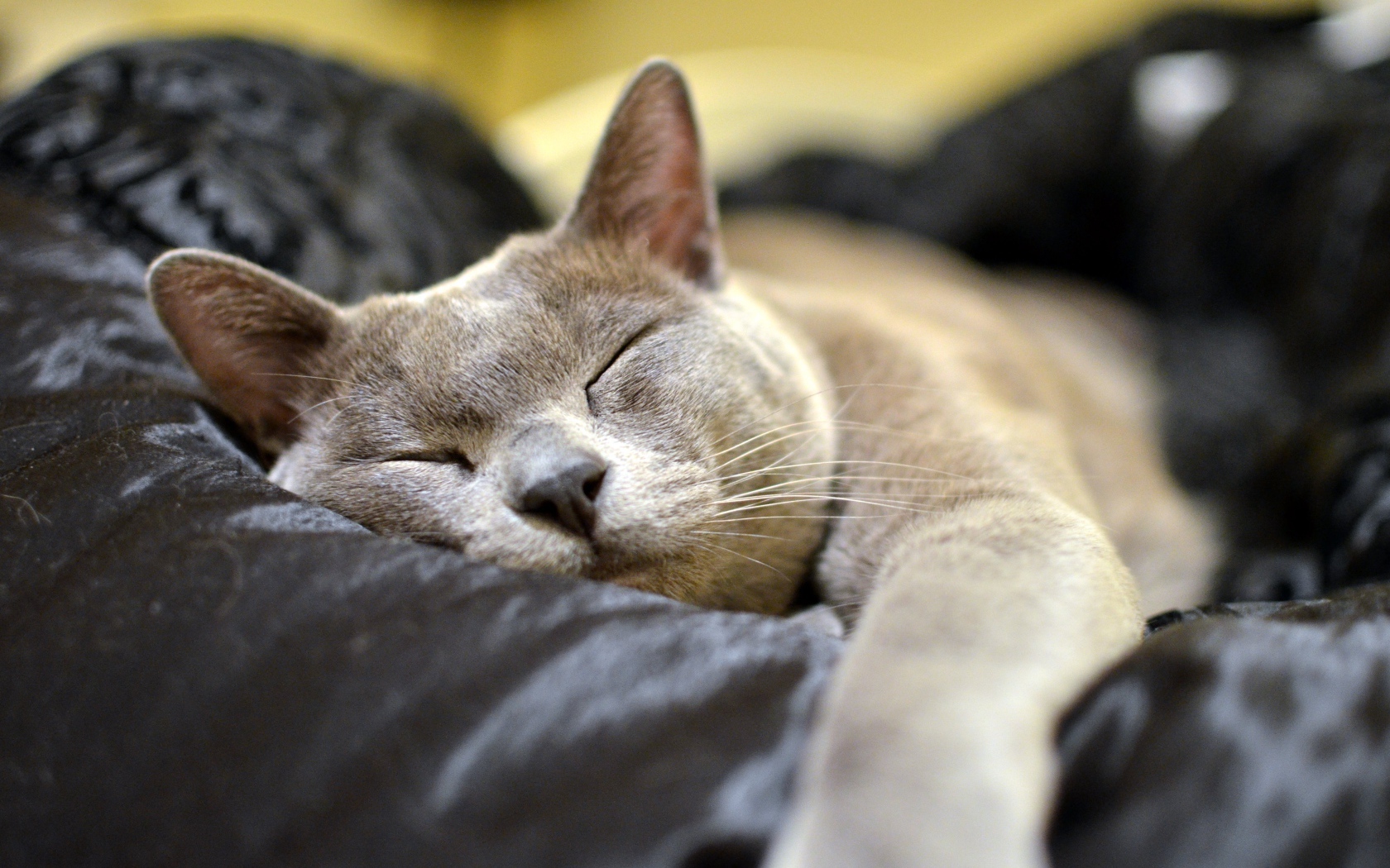 Бурманская кошка  спит