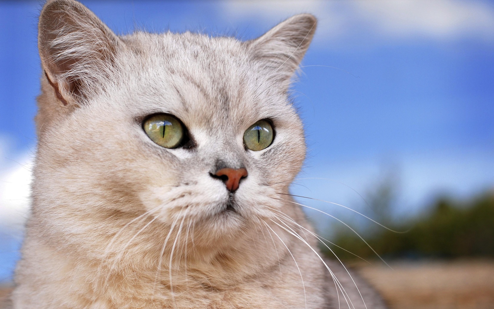 Порода кошек бурмилла