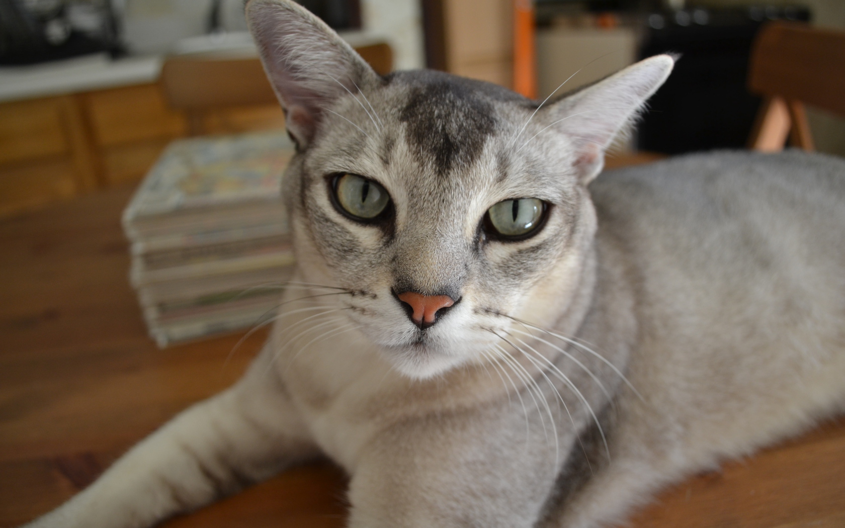 Кошка бурмилла лежит на столе