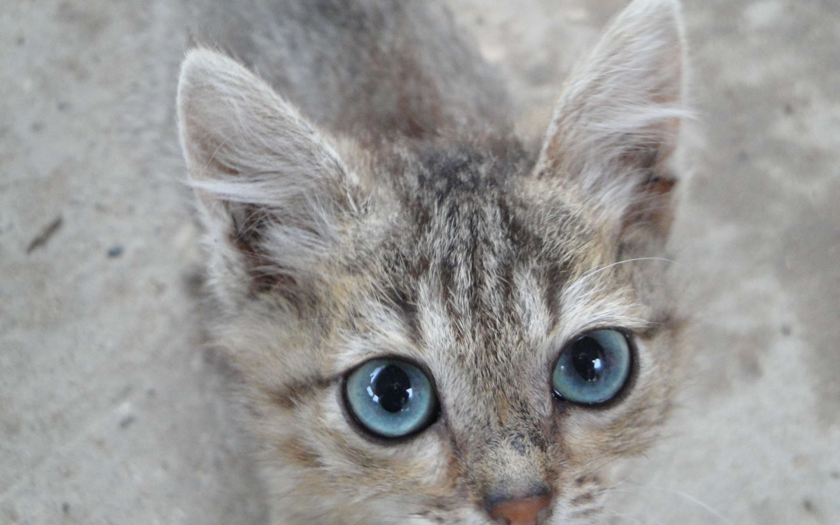 Кот охос азулес