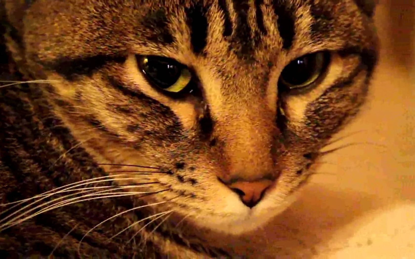 Мордочка калифорнийской сияющей кошки