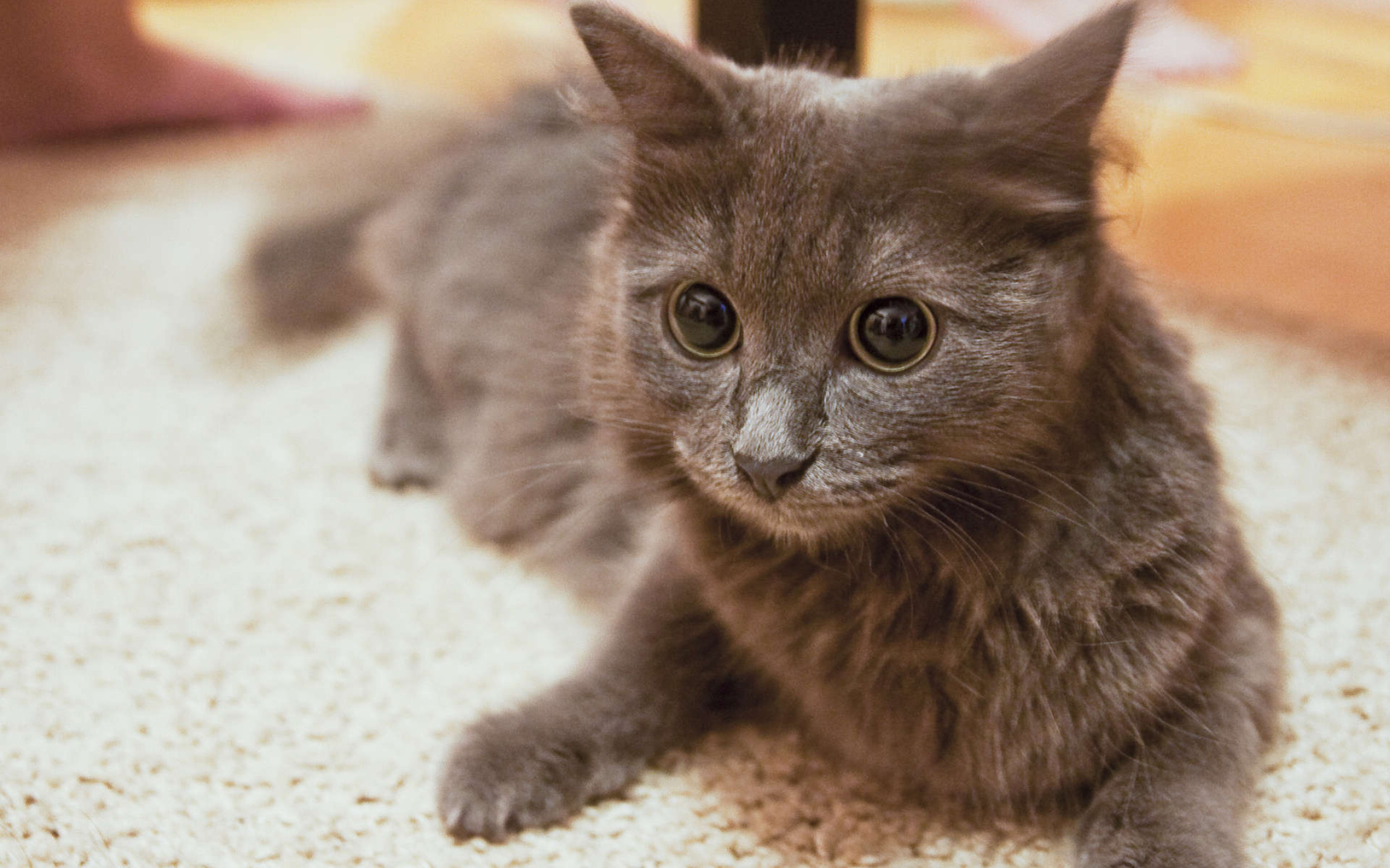 Глаза кота нибелунга