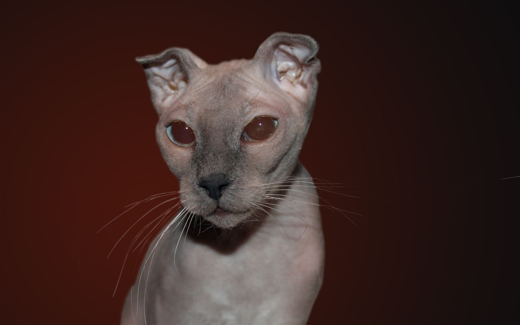 Кот украинский левкой