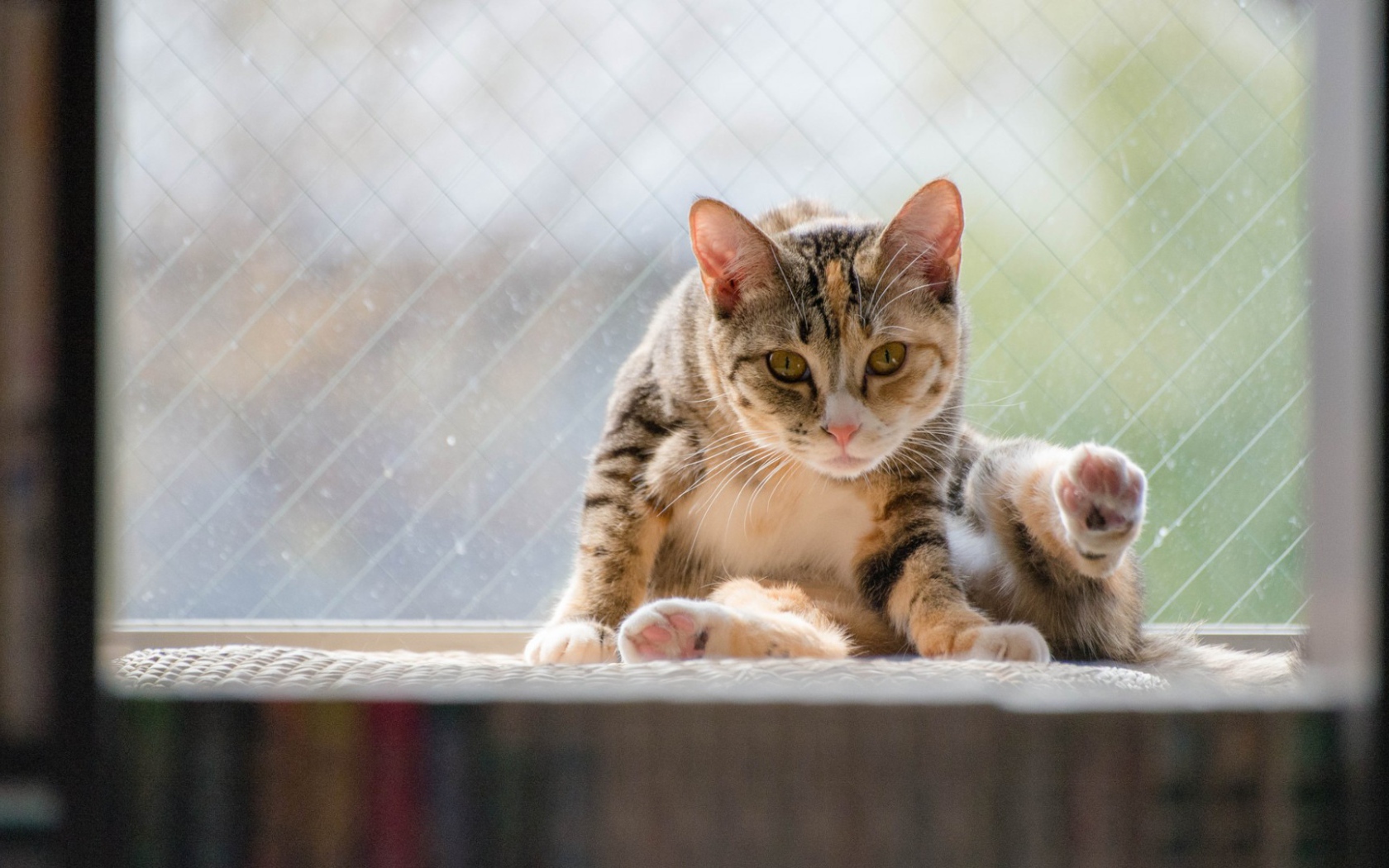 Kот на подоконнике