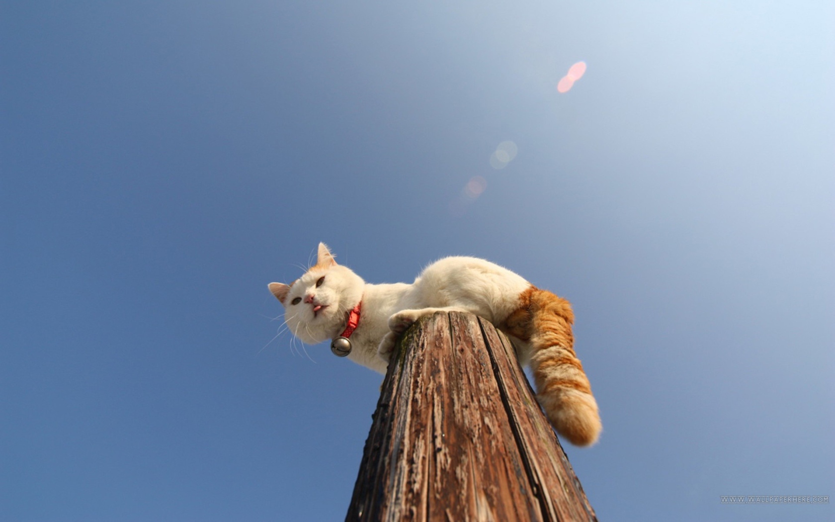 Кот на деревянном столбе
