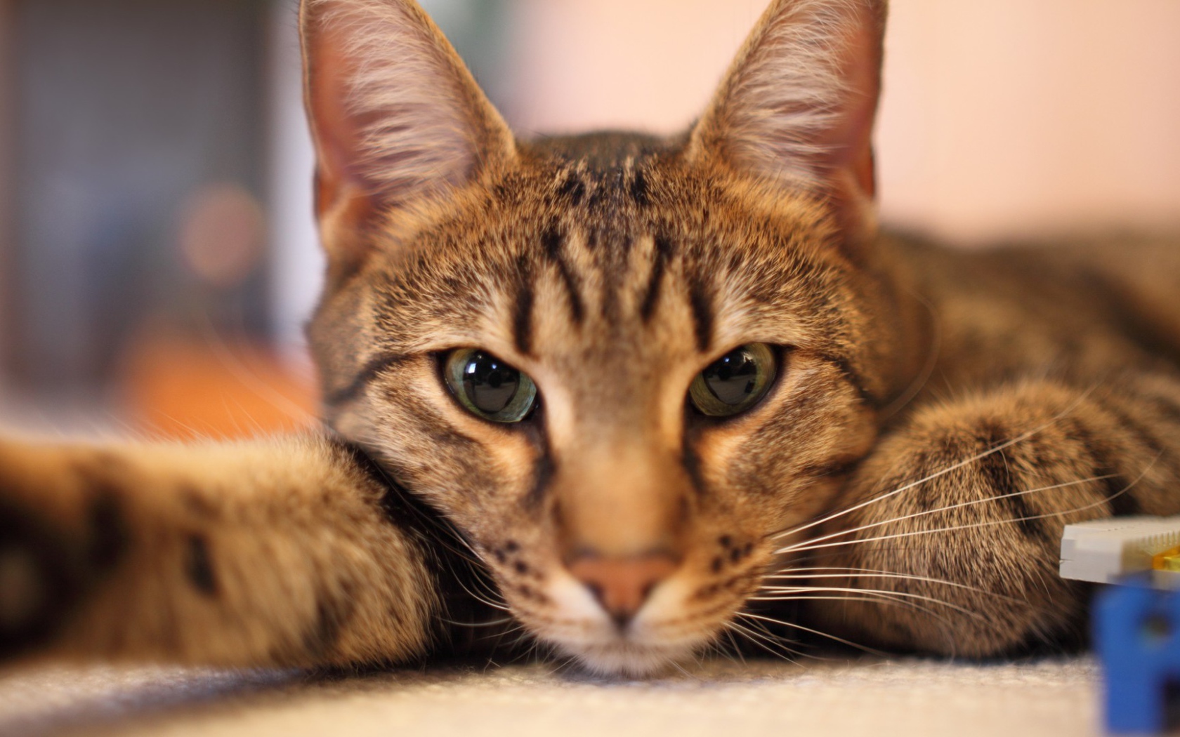 Кот отдыхает