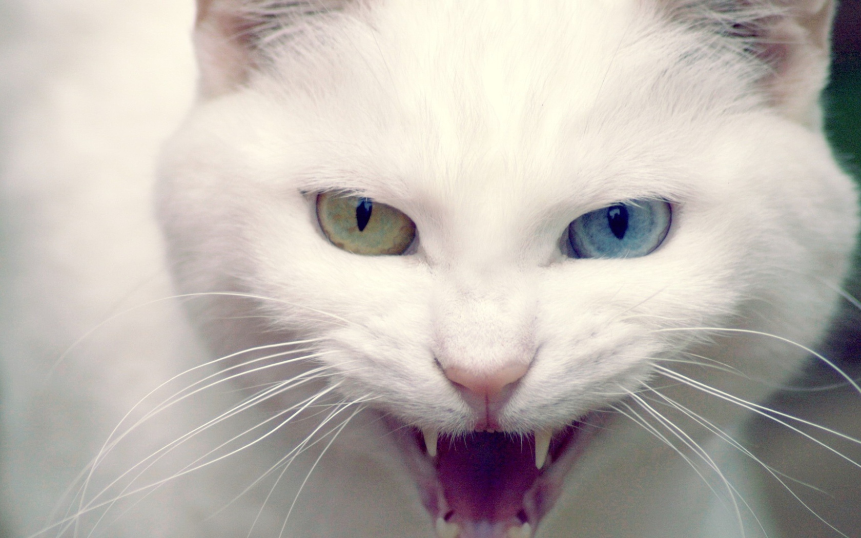 Кошка показывает зубы